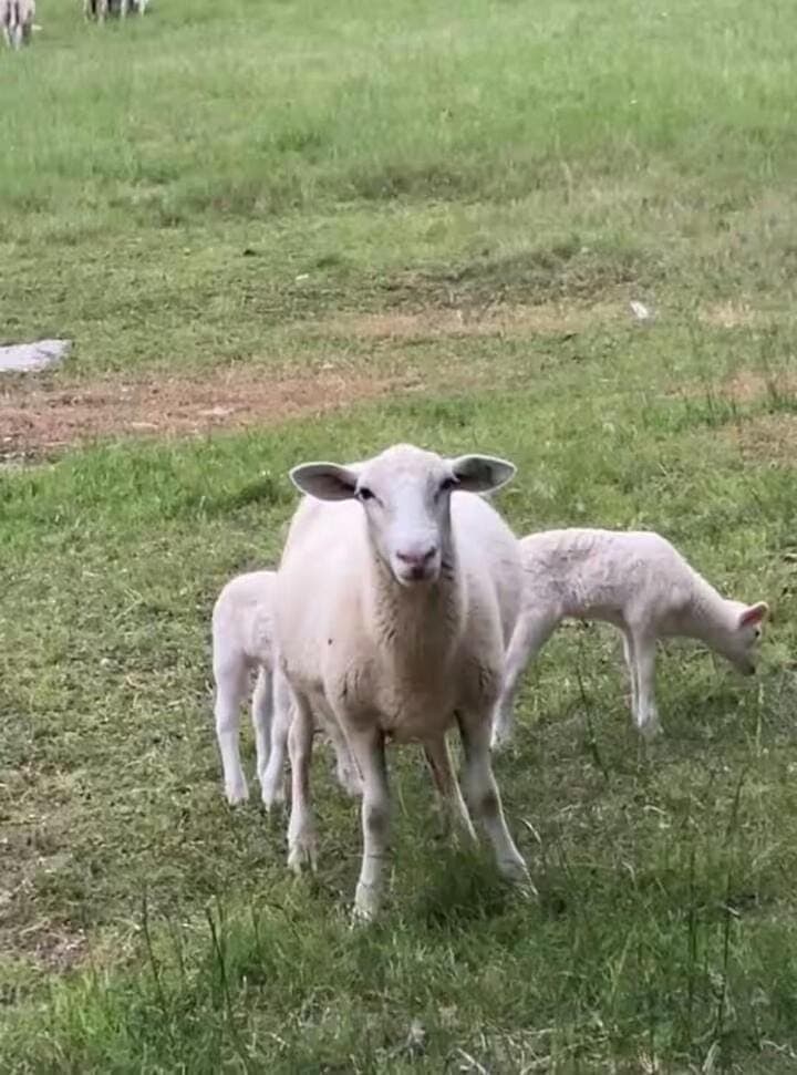 Animals