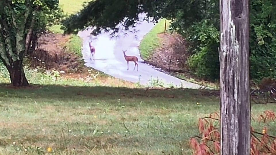 Natural landscape, Animals, Quiet street view