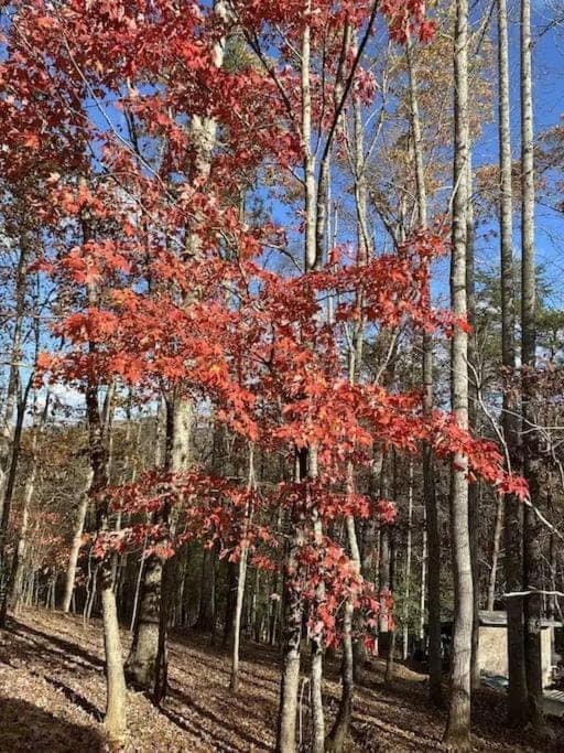 Eagle's nest Chalet in Union County