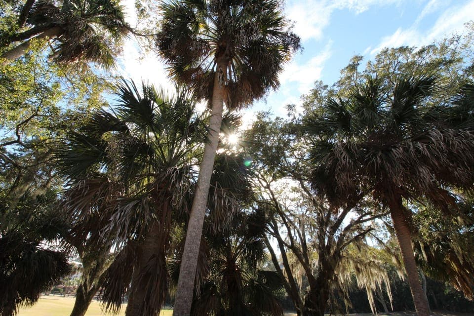 Edisto-On-My-Mind