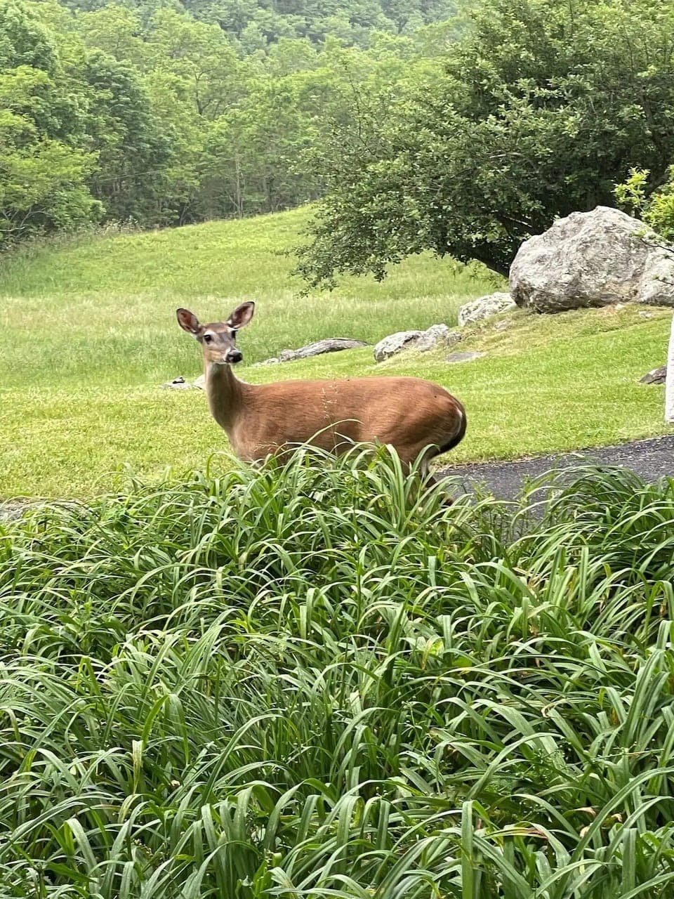 Wildlife and peaceful scenery