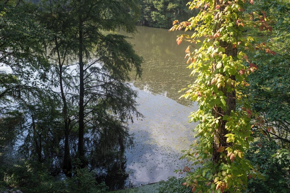 Lake view!