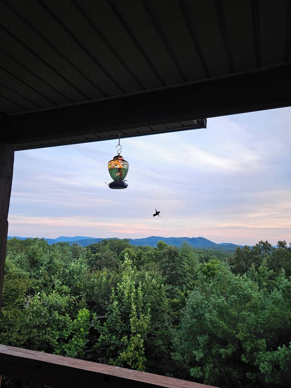 A Happy Hummingbird