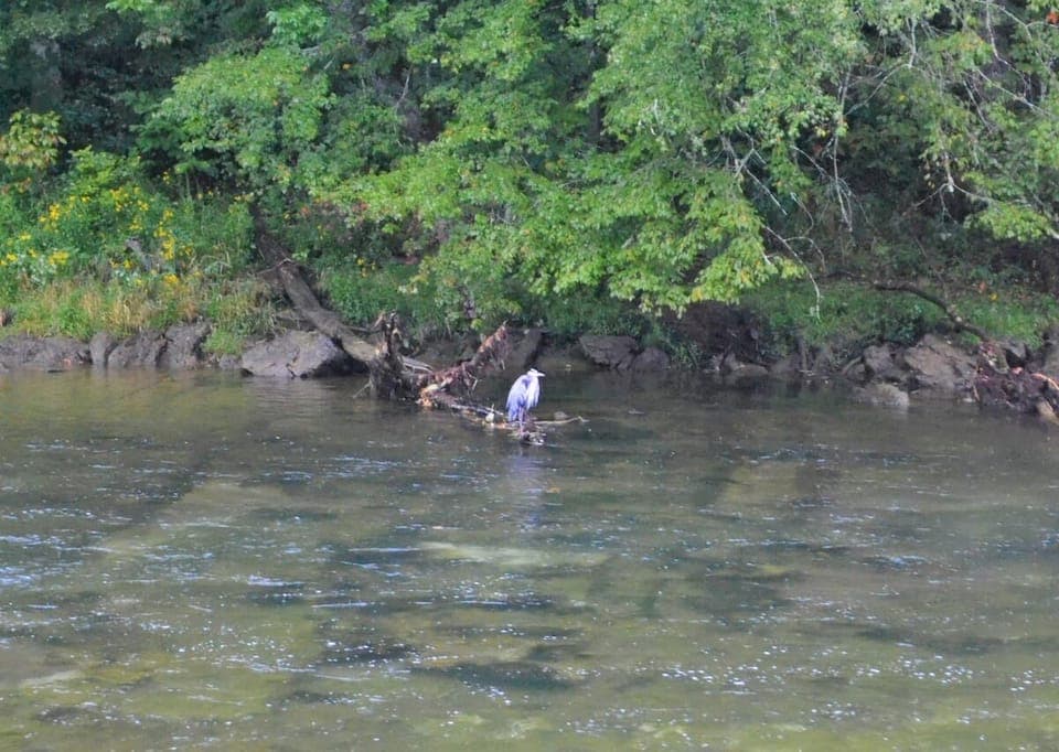Wildlife visting Riverview Retreat