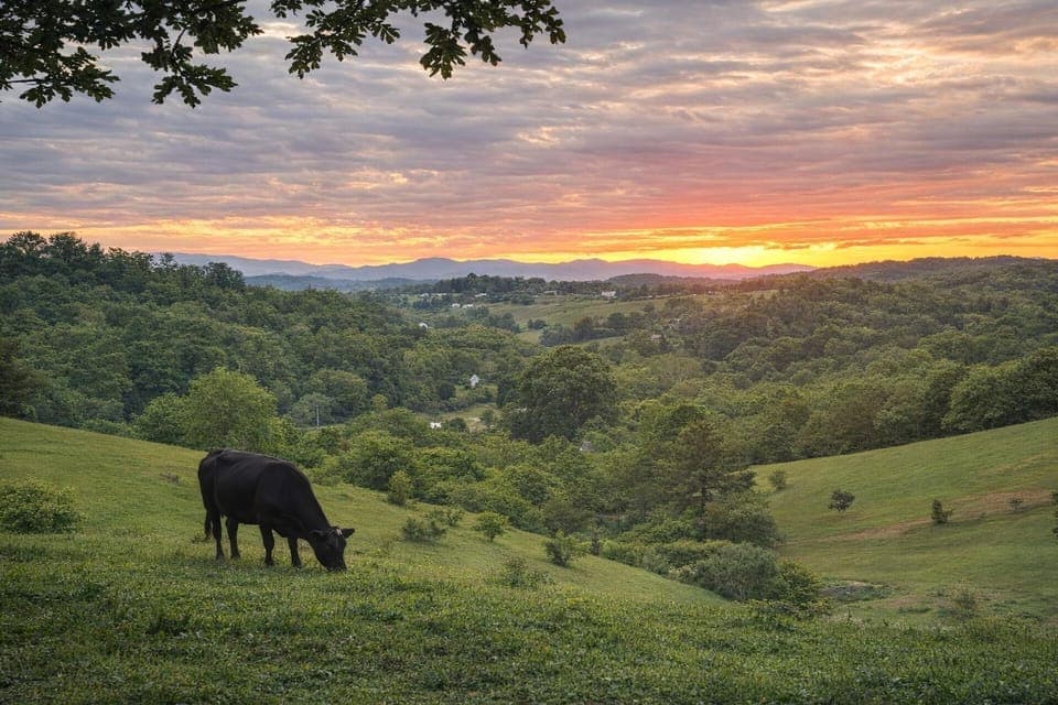 {Mountain Views}
Sweeping Blue Ridge views across open farmland — set on 2 private acres with peaceful surroundings and the occasional cows grazing nearby.