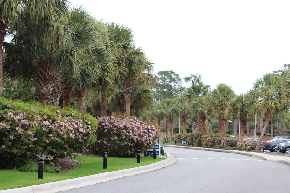 Palm-Lined Entrance Drive