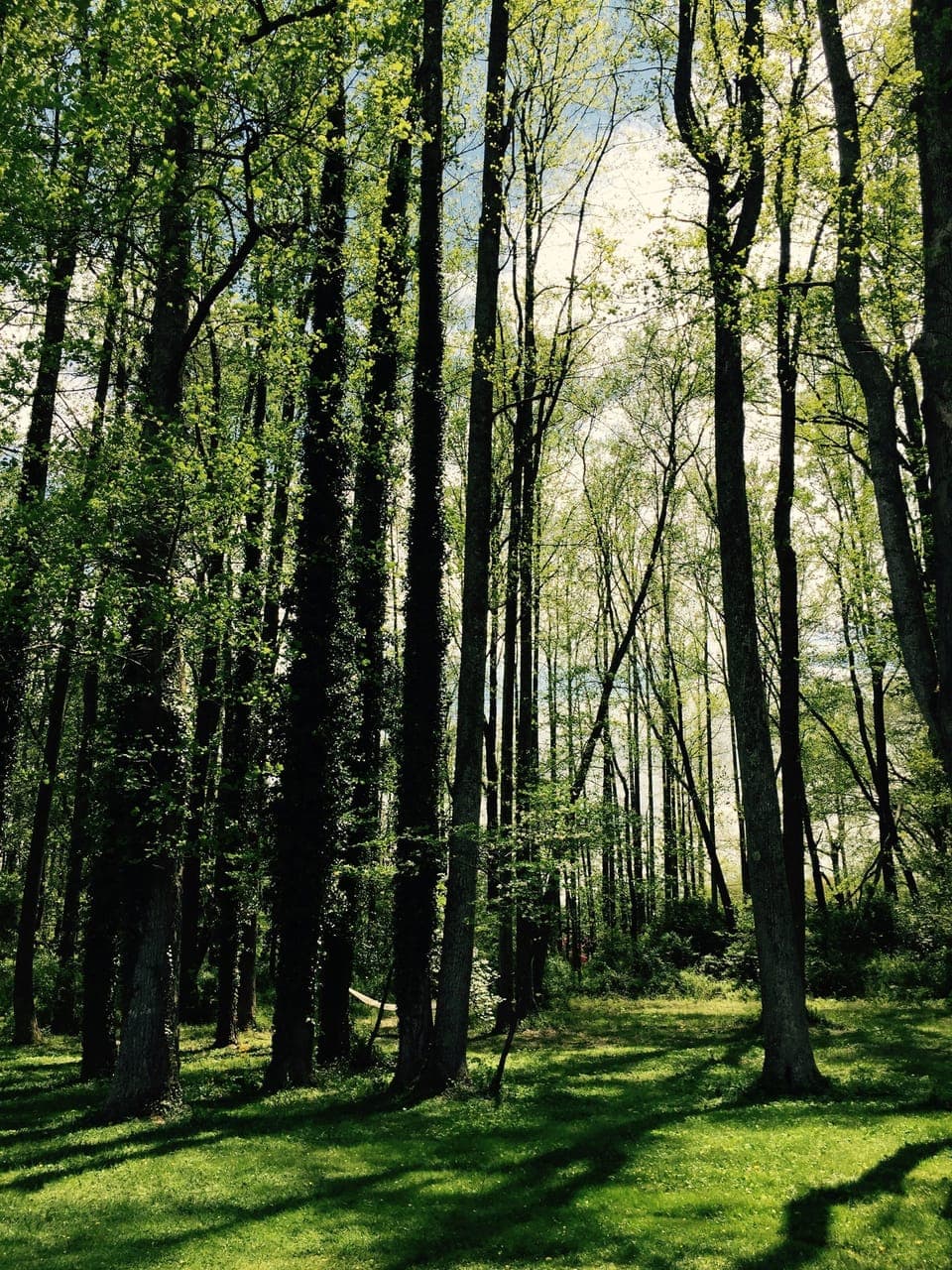 Wooded rear lot