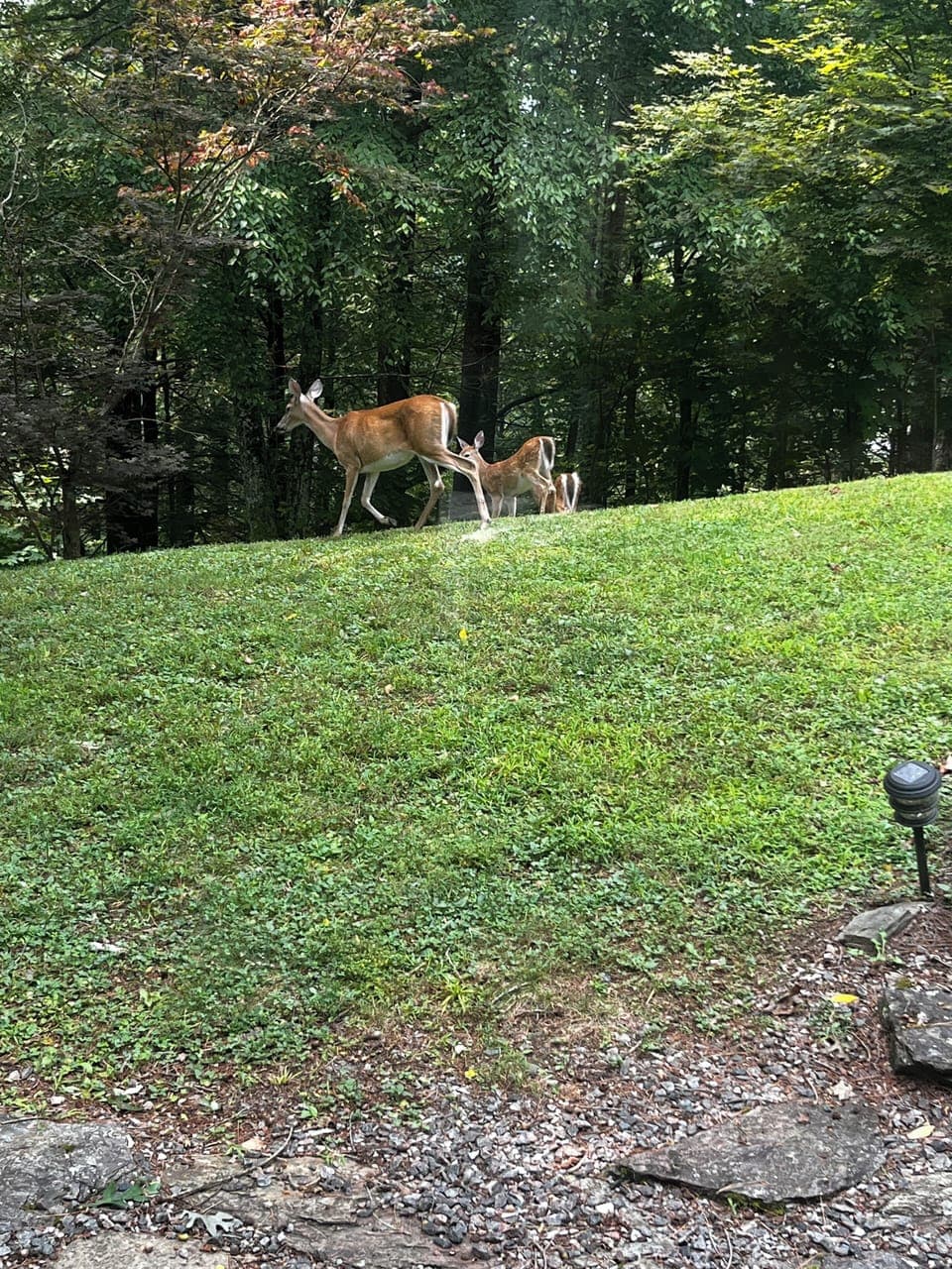 Deer family visiting the cabin