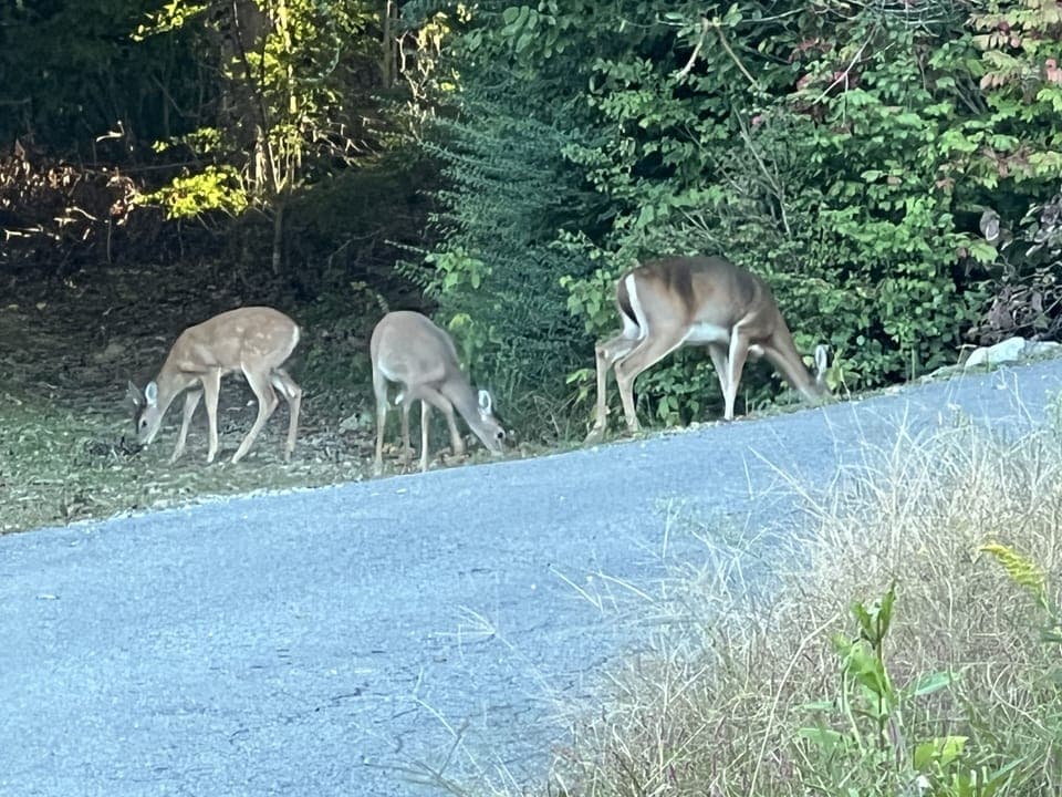 Lots of Deer.   