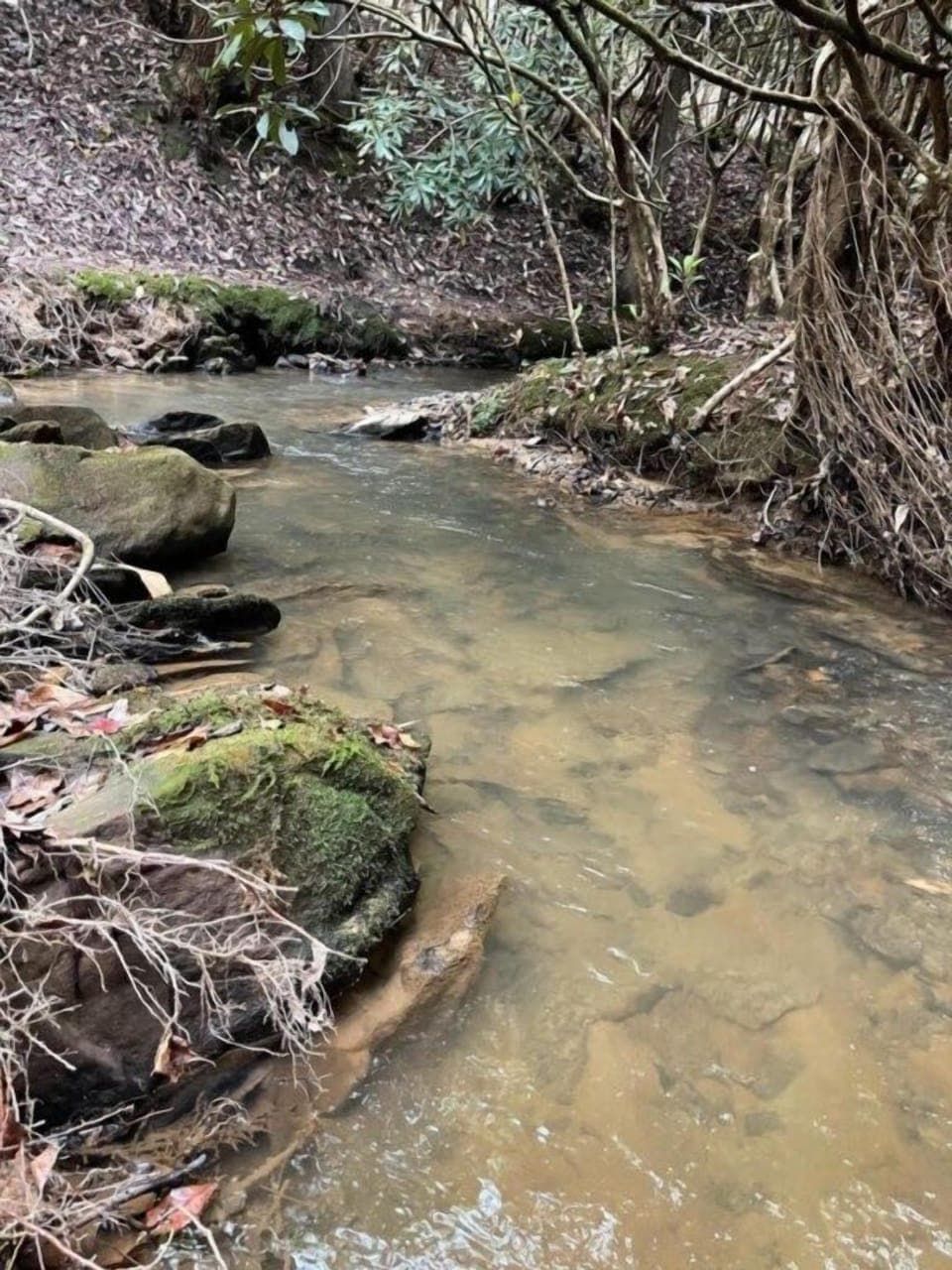 Creek Behind Cabin