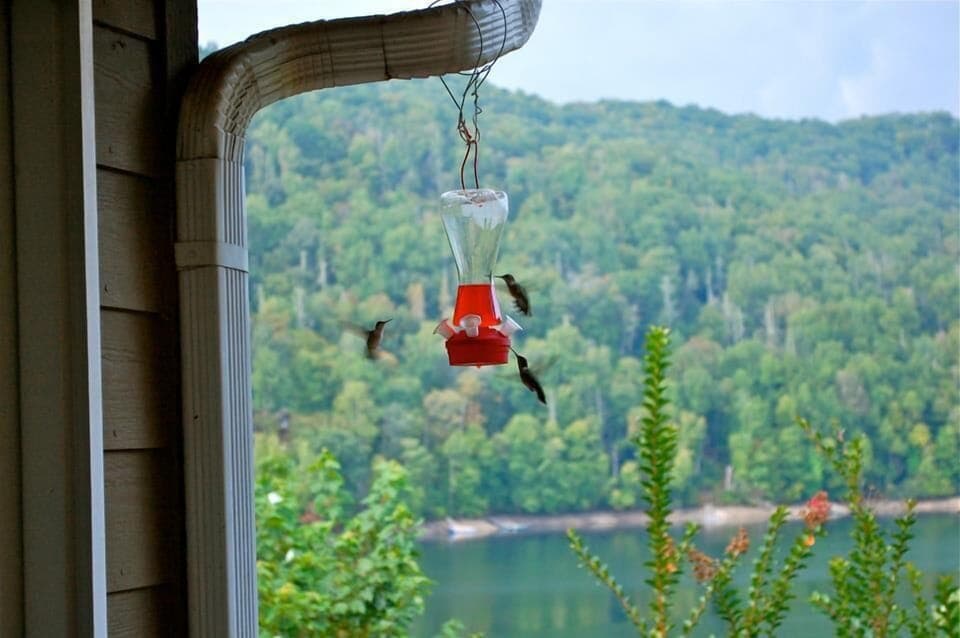 beautiful visitors