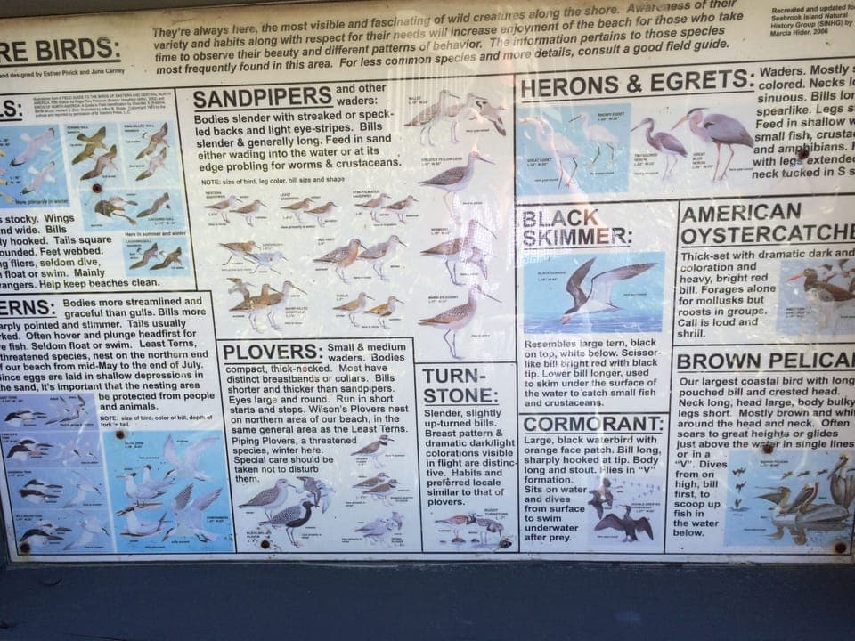 Birds on Seabrook Island