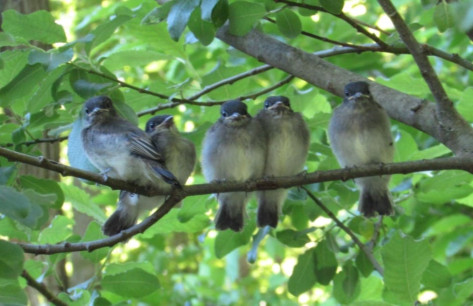 Fledgling babies entertain us.