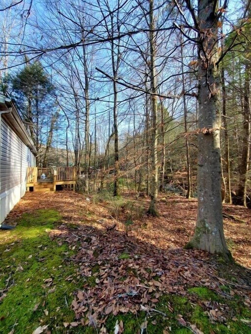 Back of the Cottage