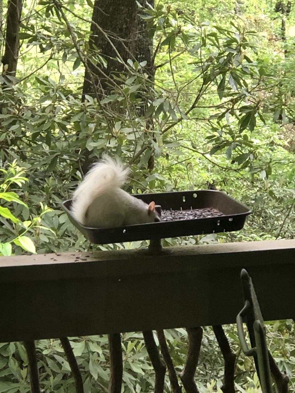 One of our many White Squirrels