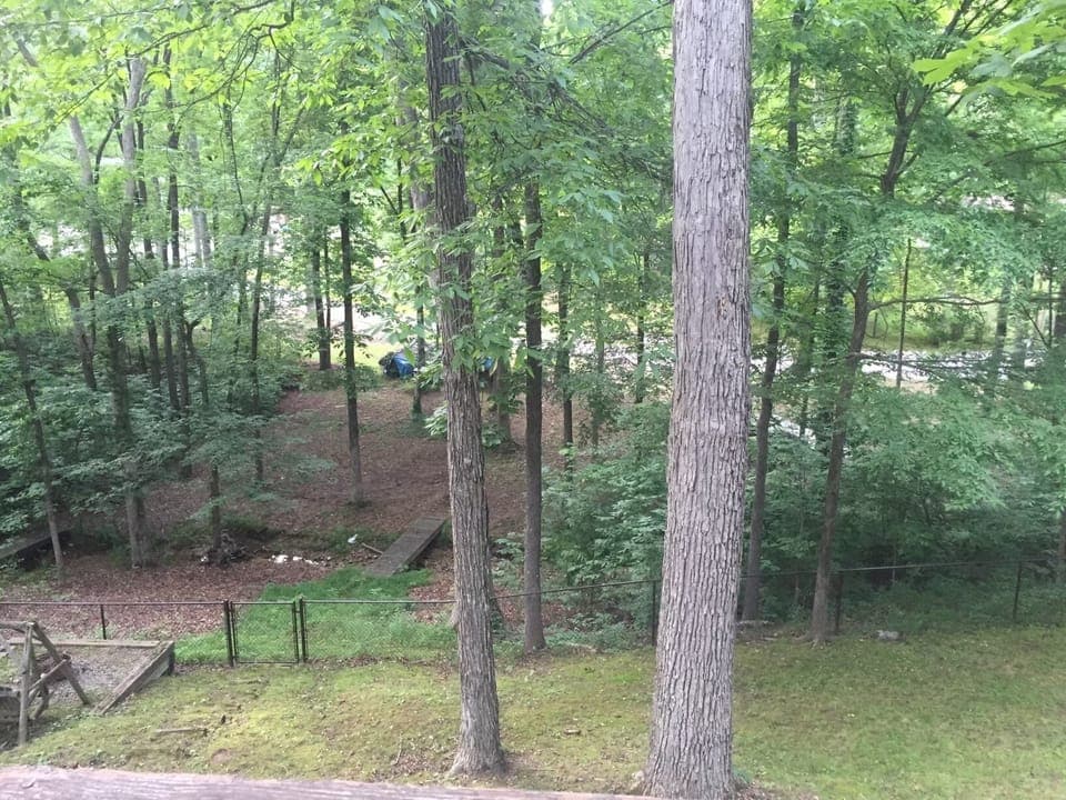 Plenty of shade in this fenced in back yard