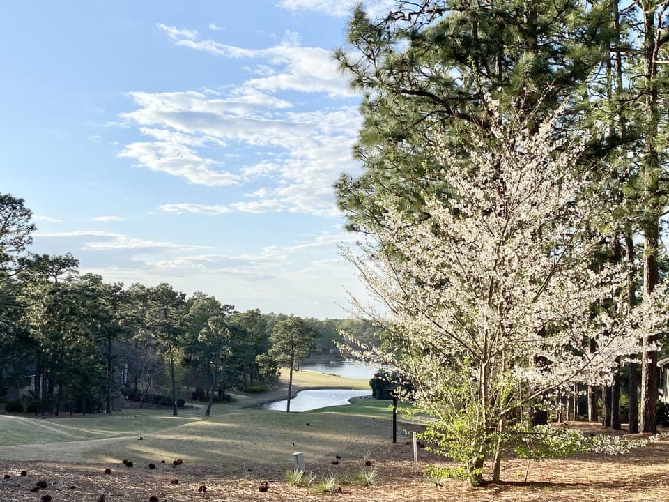 Golf View