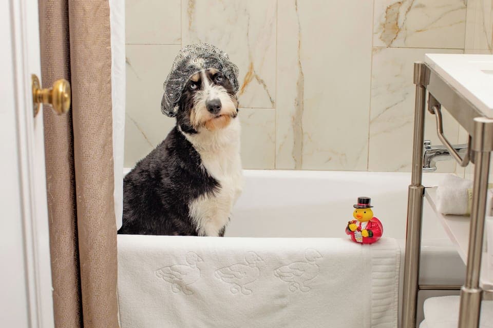 Pet-friendly