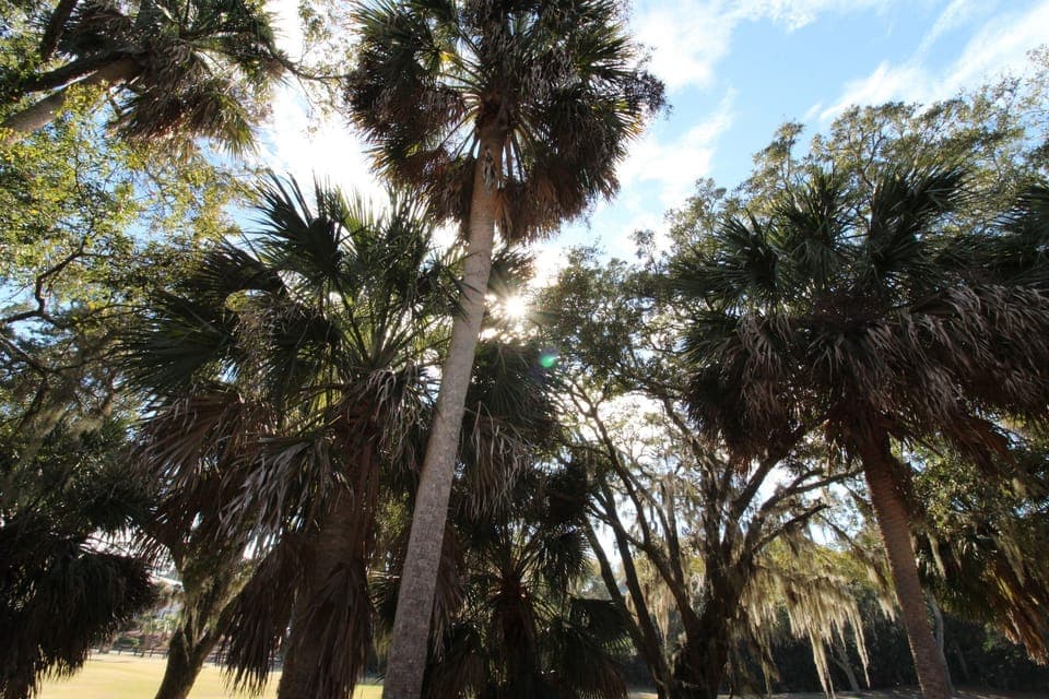 Edisto-On-My-Mind