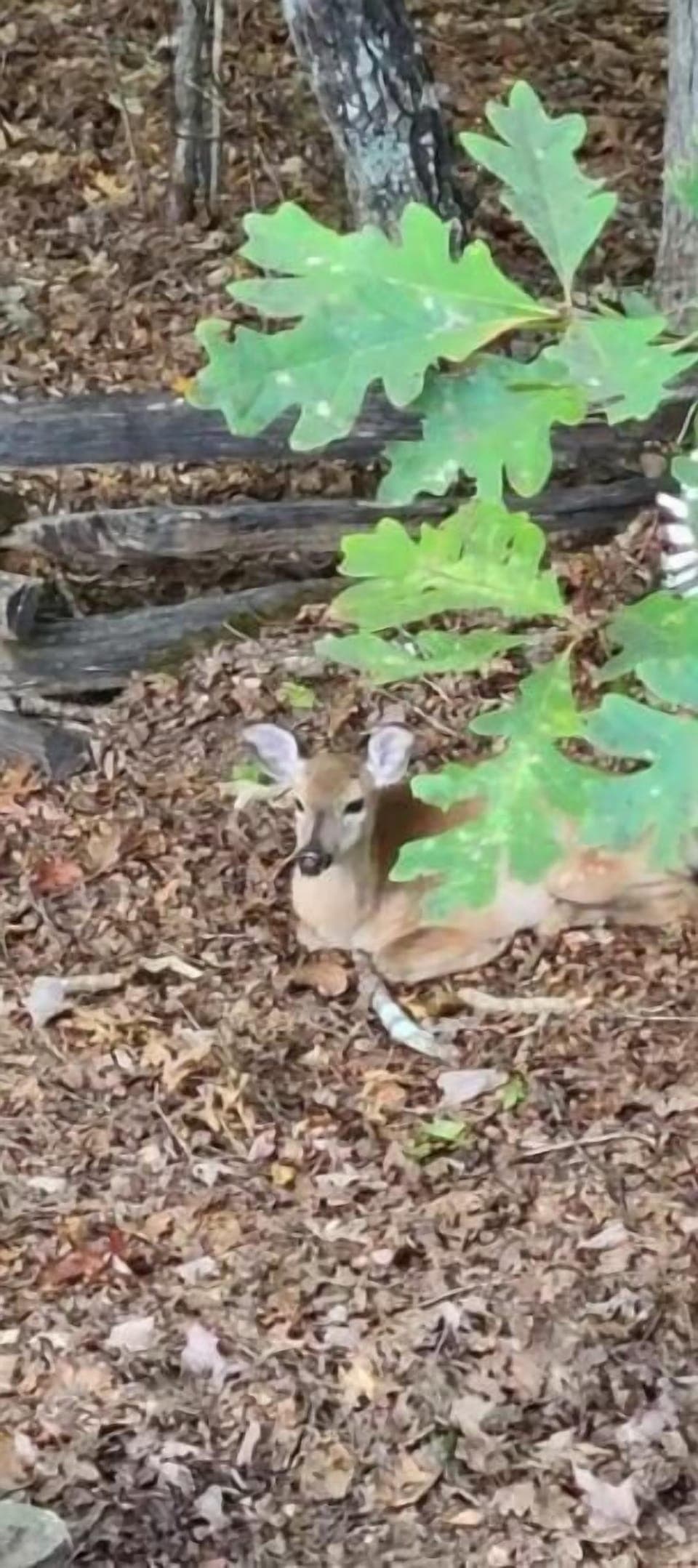back yard company 