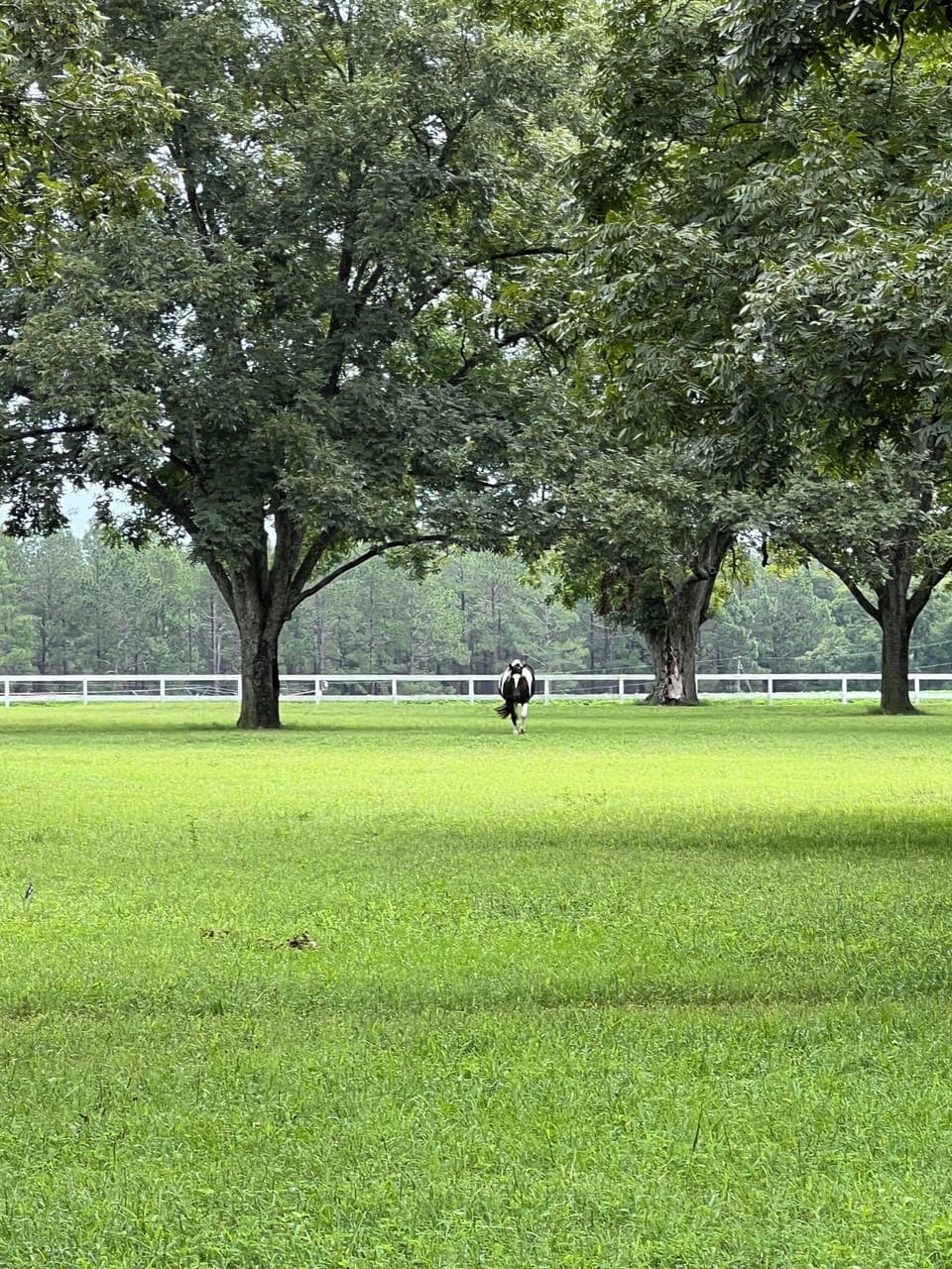 The horse pasture