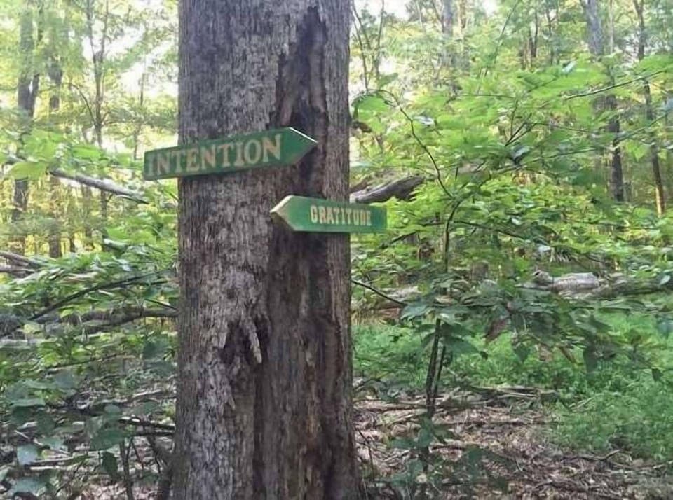 Miles of hiking trails start just across the creek. Or drive 5 miles to the Fork Inn Nature Retreat and start there.