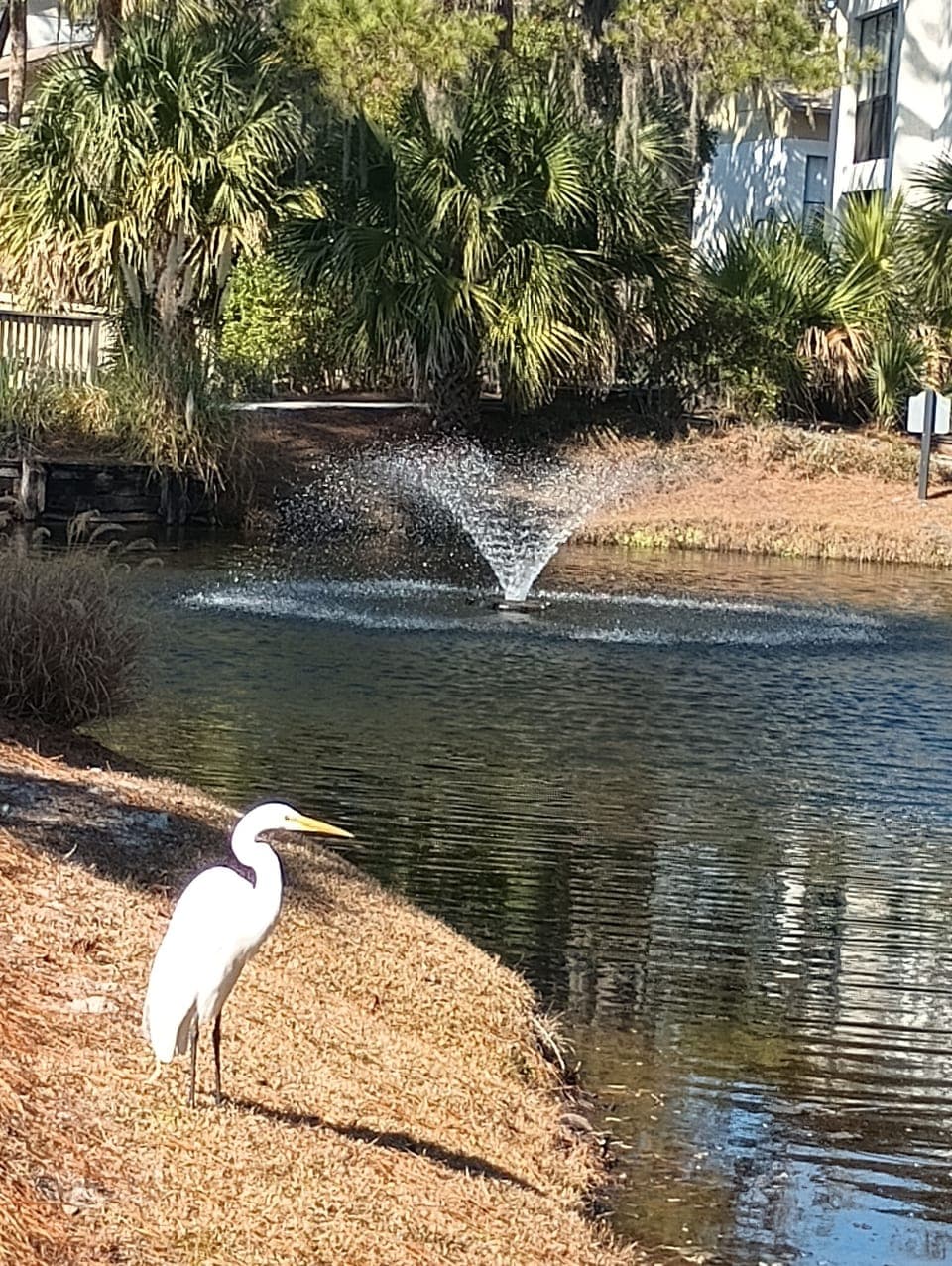 Nature abounds. New Tabby walks makes evening strolls, and access to pools easy.