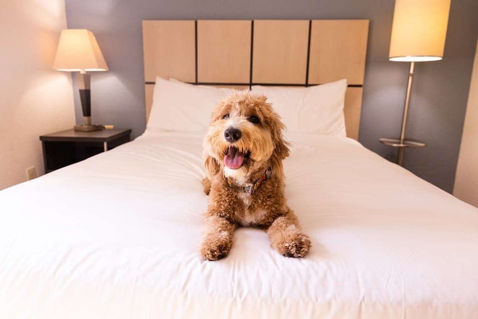 Pet-friendly Property