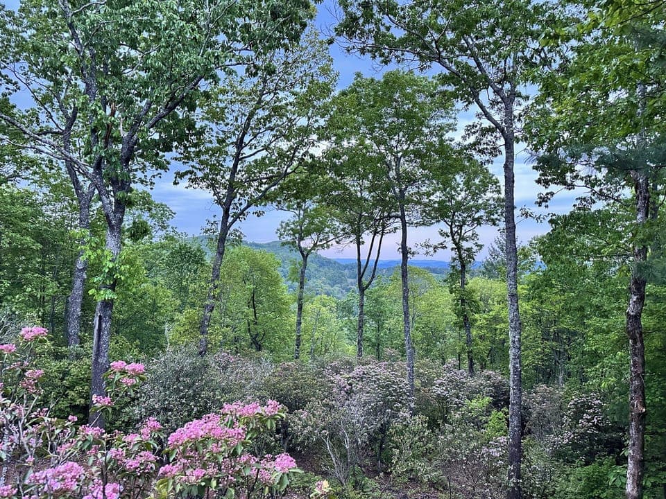 Beautiful view in the Spring.