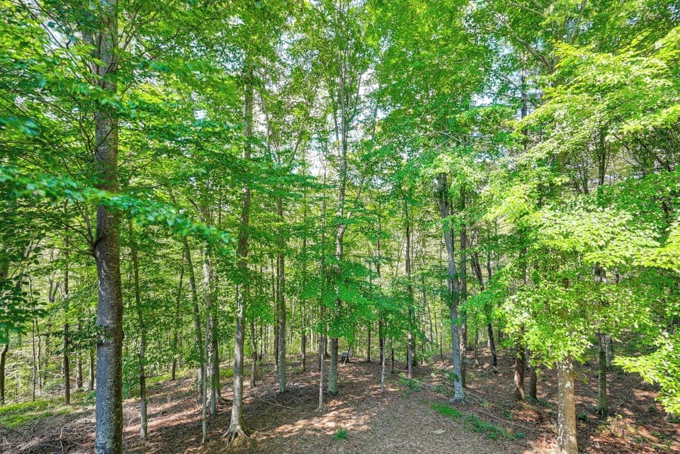Forest Views