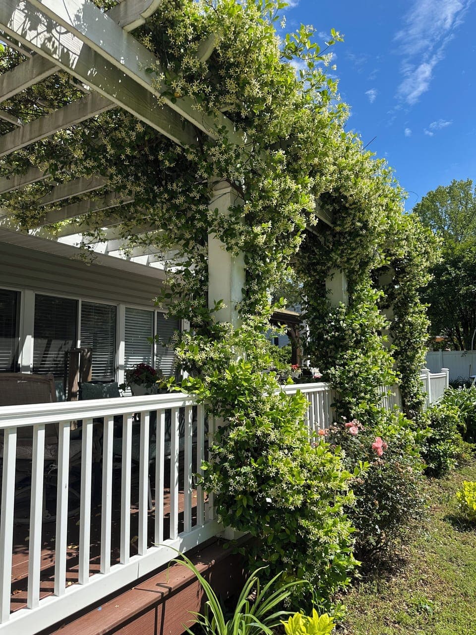 Back deck