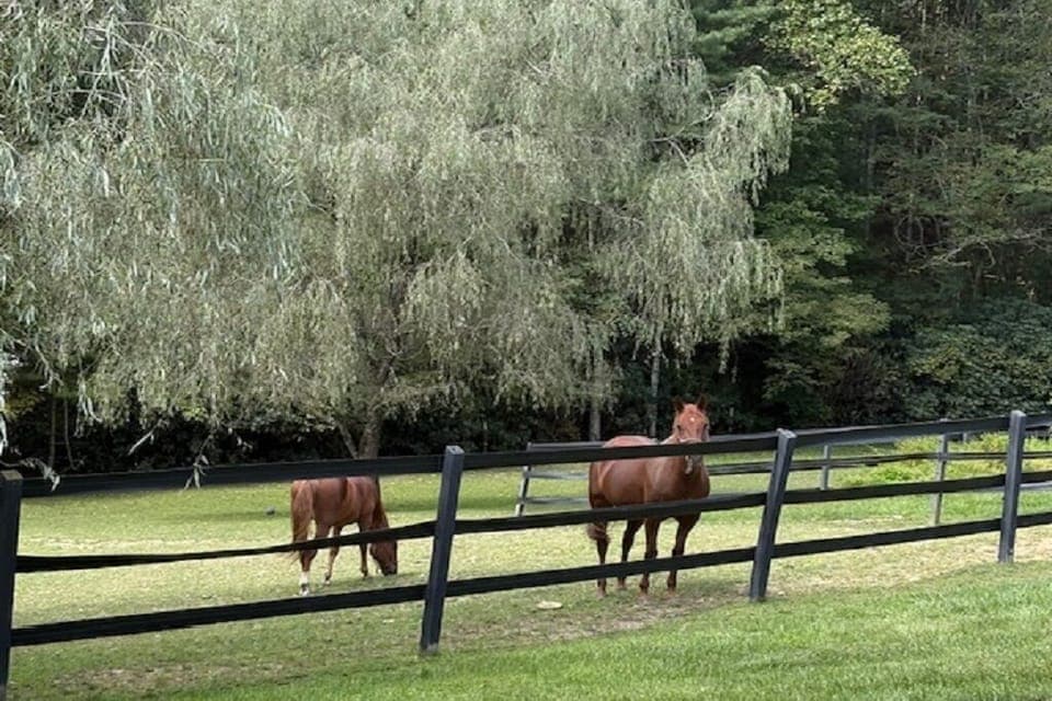 Georgia and Ruby, resident Tennessee Walking horses