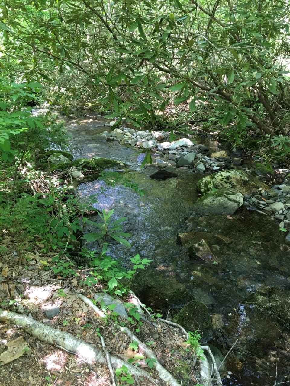 Collett Creek