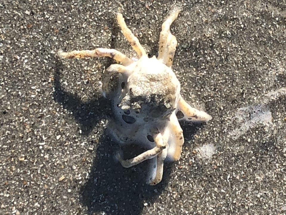 Friends from the beach....