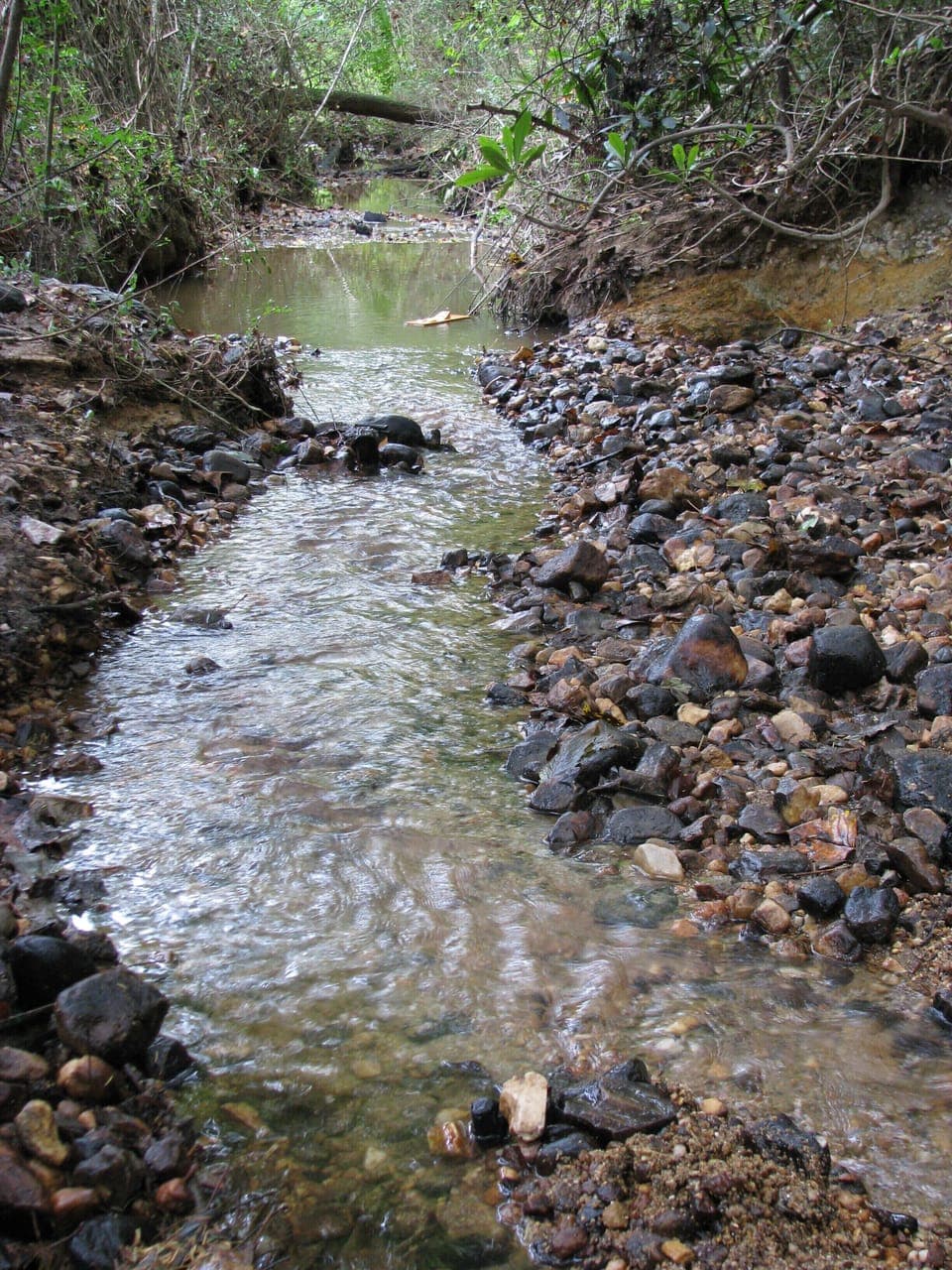 Backyard brook