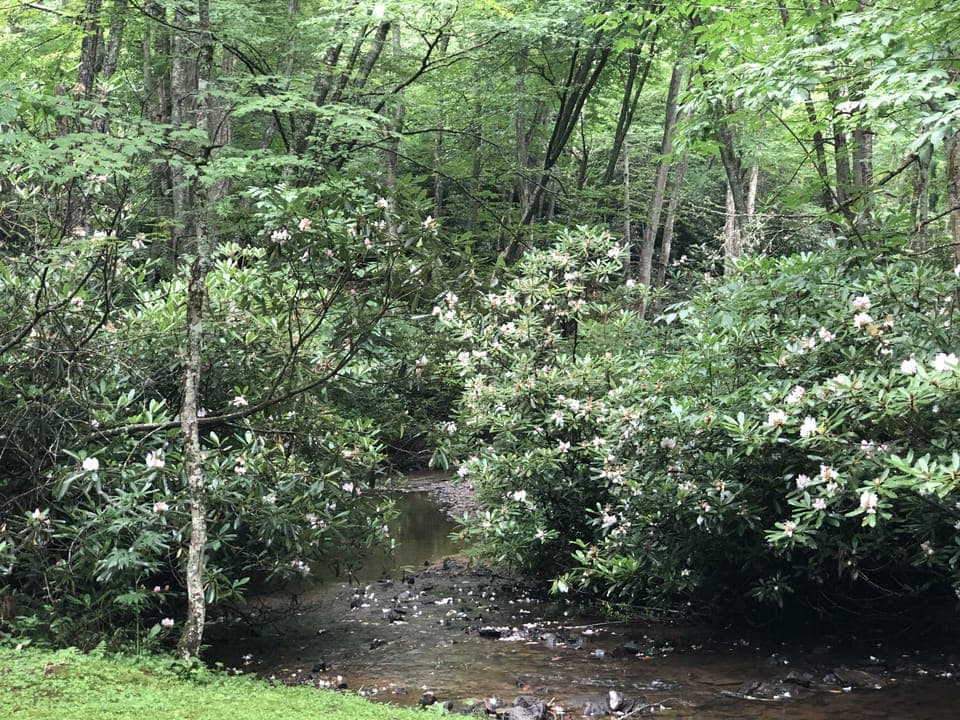 Abundant Mt. Laurel and Rhododendron bloom in early to mid July. 