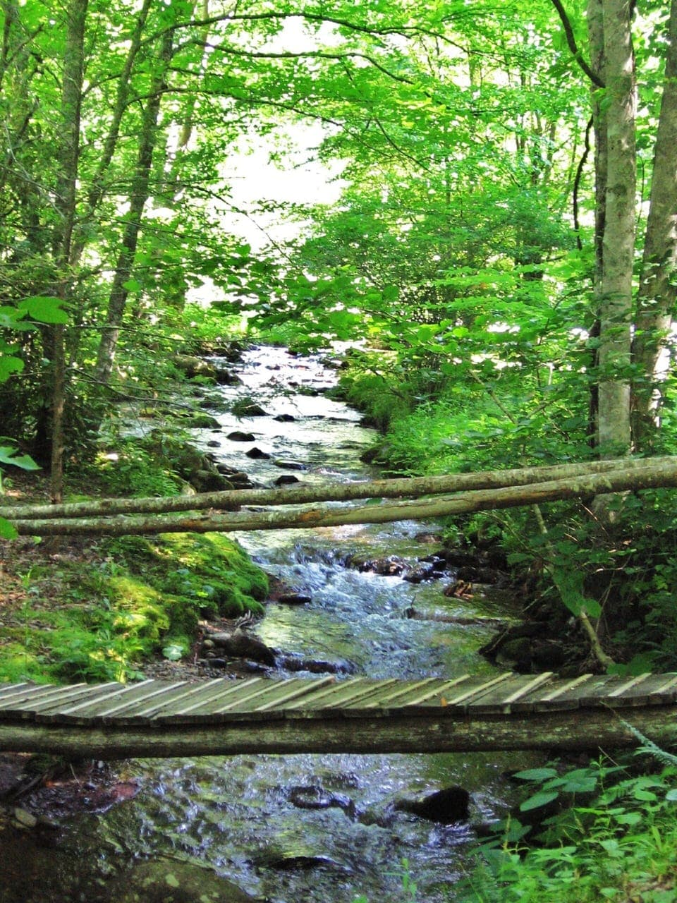Island in creek on driveway to cabin
