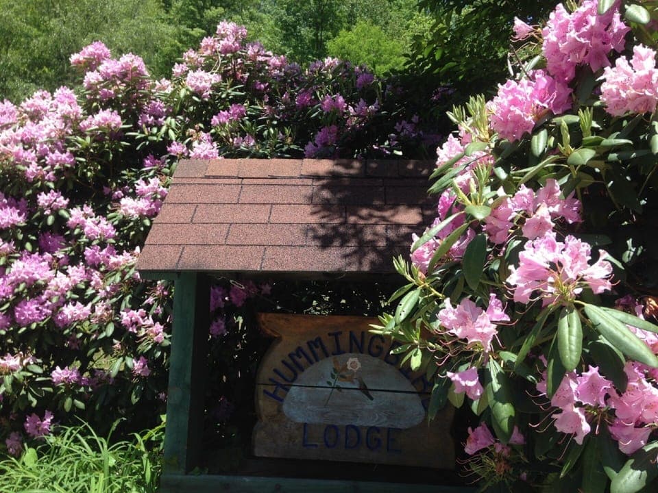 rhododendron in full bloom