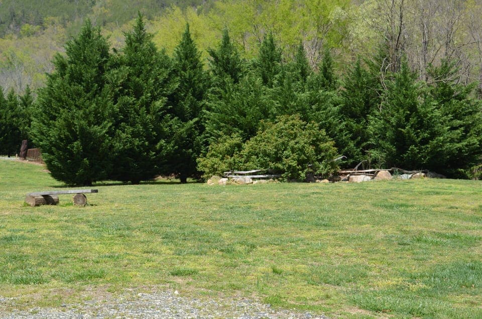 Trees that divide the 2 cabins for privacy
