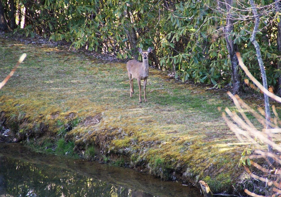 A morning visitor