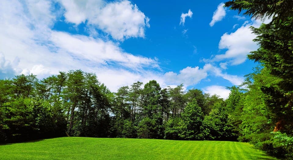 back yard