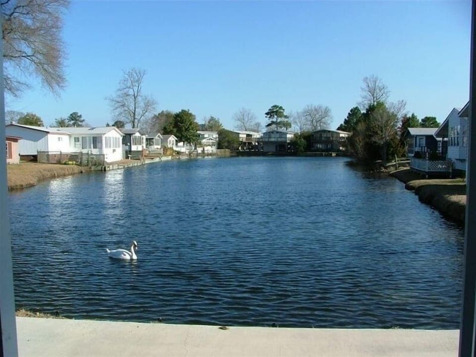 Lakeview out of sunroom/living room with ducks, swans and geese