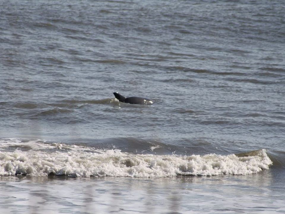 Watch the dolphins play in the surf!