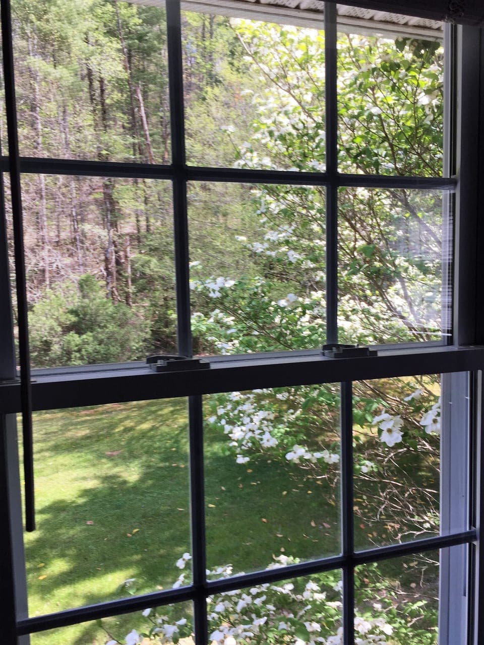 Forest and Lawn View from the Cherry Room