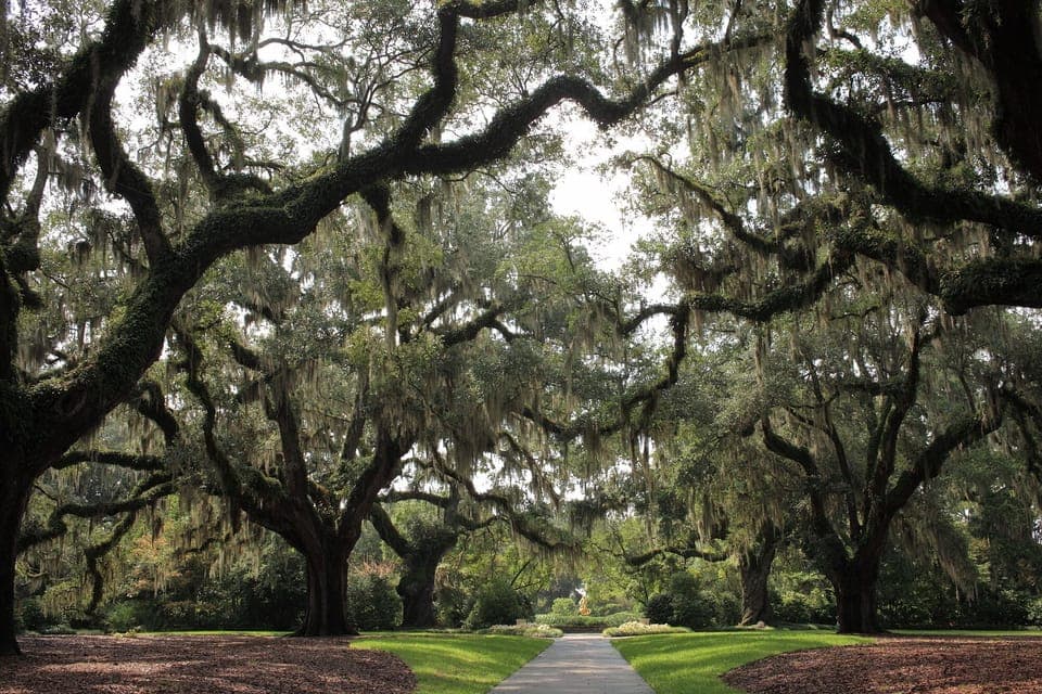 We took this at Boone Hall Plantation. Plantations are 18 miles away
