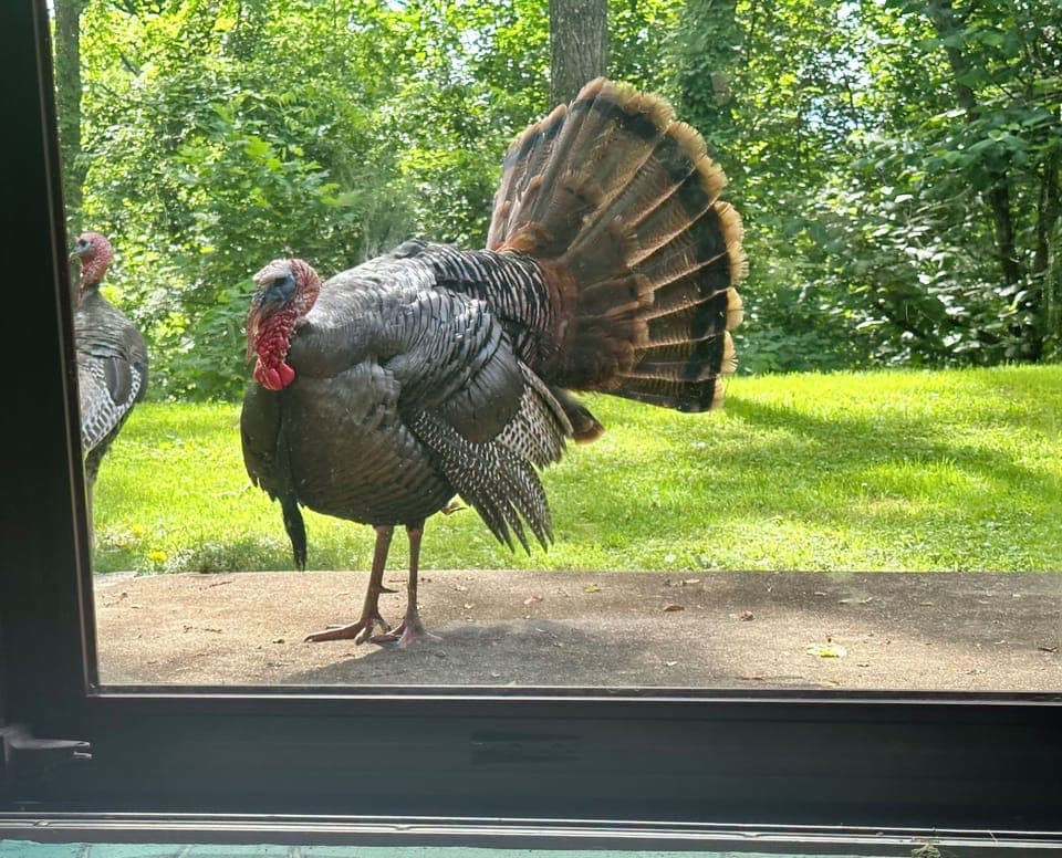you never know who'll knock on the front door...he pecks at his reflection 
