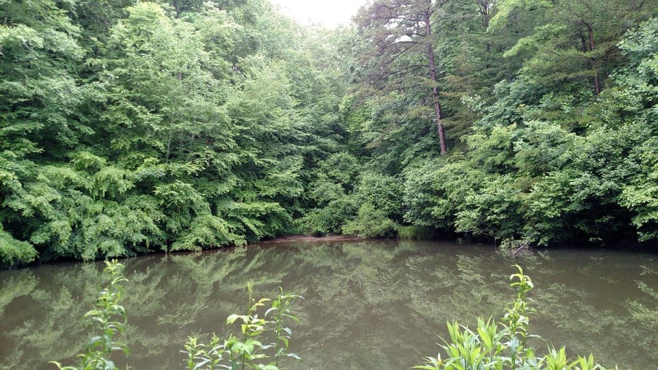 Pond