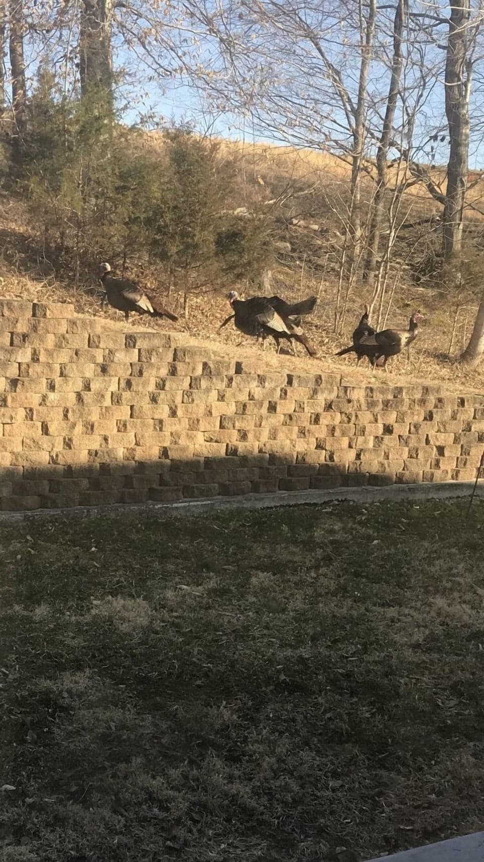 Backyard Wildlife 