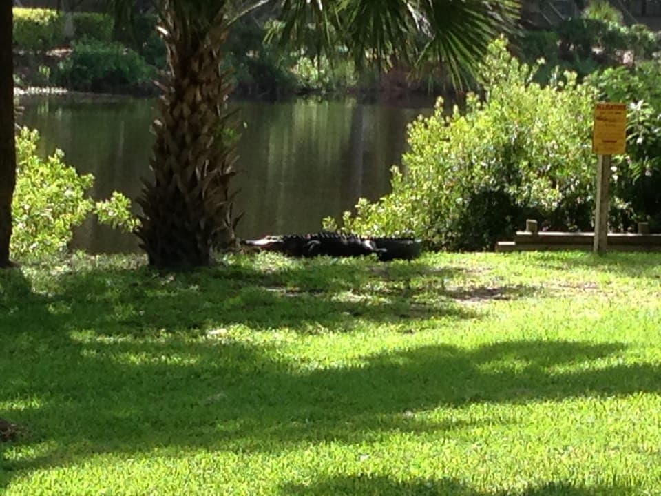 Gator sunning himself behind the condo next to the lagoon!