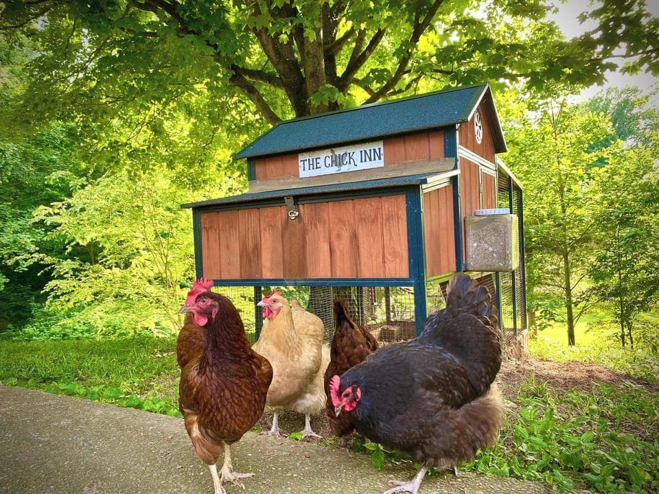 Say hi to the chickens at The Chick Inn.